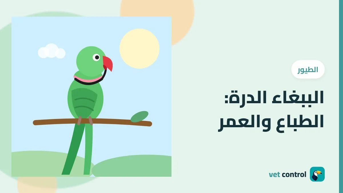 الببغاء الدرة (روز رينغ): طباعه وعمره والفرق بين الذكر والأنثى