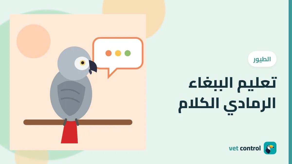 رسمة لببغاء رمادي أفريقي بذيل أحمر بجانب فقاعة كلام