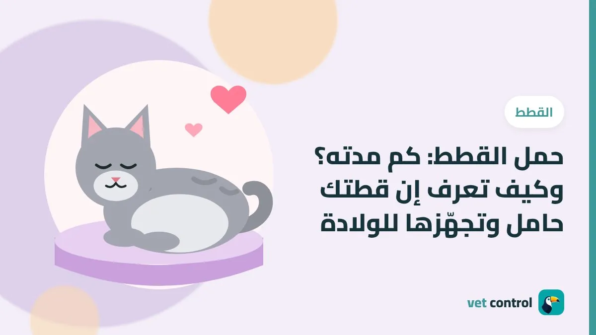 حمل القطط: كم مدته؟ وكيف تعرف إن قطتك حامل وتجهّزها للولادة