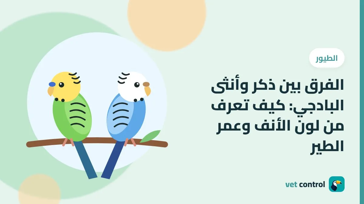 الفرق بين ذكر وأنثى البادجي: كيف تعرف من لون الأنف وعمر الطير