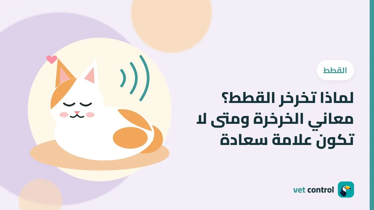 رسمة قطة بيضاء وبرتقالية نائمة بسعادة مع موجات صوت الخرخرة