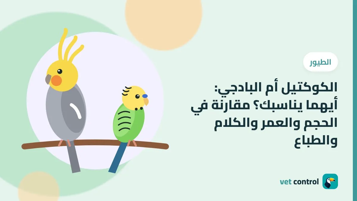 رسمة طير كوكتيل رمادي بجانب بادجي أخضر على غصن